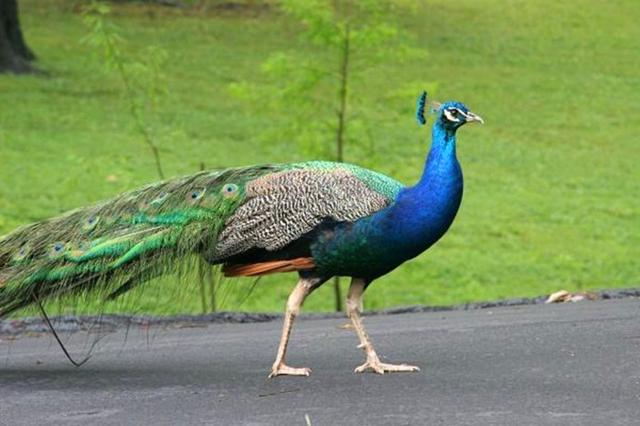 孔雀飞进学校谈情说爱,饲养员阿姨随后跟来,提鸡姿势很无奈!