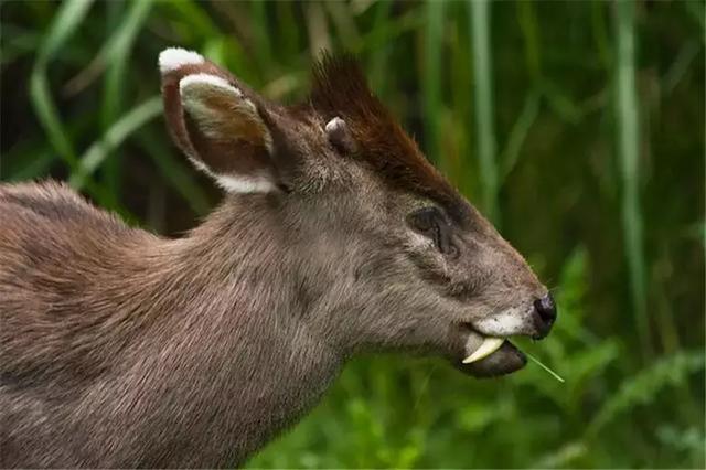 这种鹿天生带獠牙,人称吸血鬼鹿,自带体香,你见过吗?