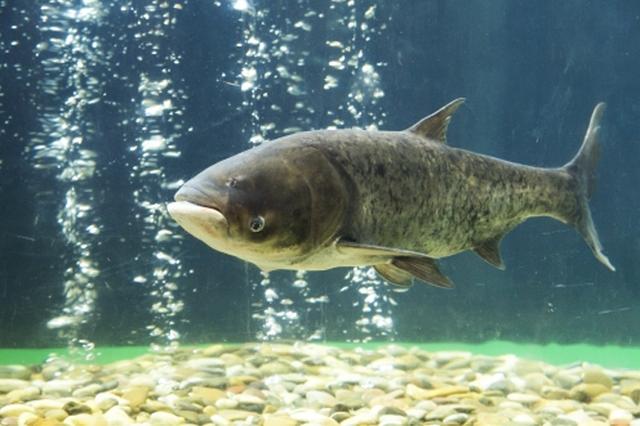 "青,草,鲢,鳙"四大家鱼中,天生"头大"的鳙鱼毫无悬念成为我们的头号