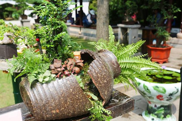 盆栽|花盆|花草_新浪新闻