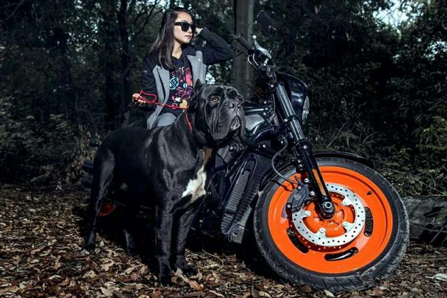 金毛出来卖不锈钢盆,得知原因后路人对它翻白眼:赶紧收拾回家吧