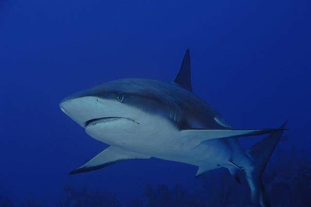 比如说共有四种鱼的含汞量是非常高的,分别是鲨鱼,鲭鱼,旗鱼和方头鱼