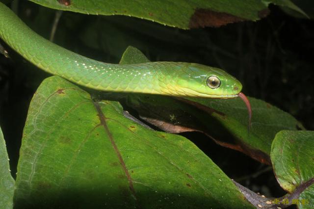 翠青蛇一种无毒温顺的中等体型卵生绿蛇长和有毒的竹叶青混淆