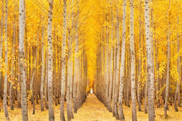 美图摄影中的对称构图,视觉盛宴!