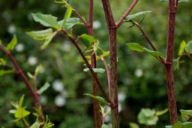 农村有一种"野味"叫做酸筒杆,农村里的常菜,药用价值却非常高