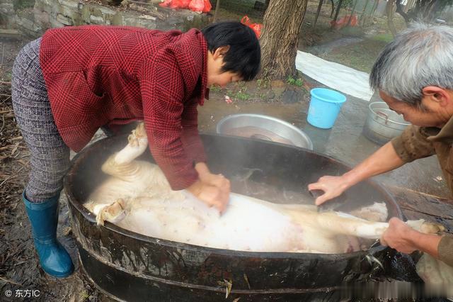 63岁乡间夫妻杀猪匠配合默契最多一天能杀10多头猪现在最忙碌