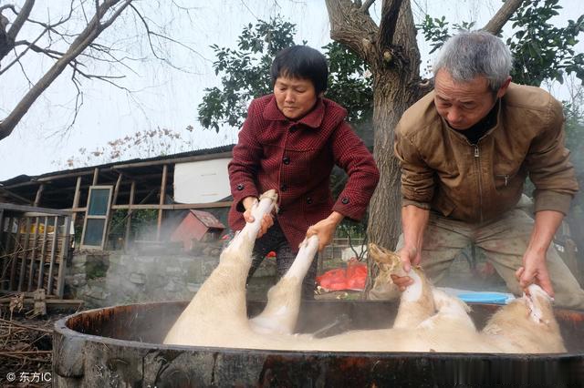 63岁乡间夫妻杀猪匠配合默契最多一天能杀10多头猪现在最忙碌
