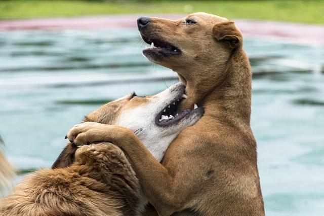 这其实和狩猎的本能有关|狗狗|猎物|主人_新浪新闻