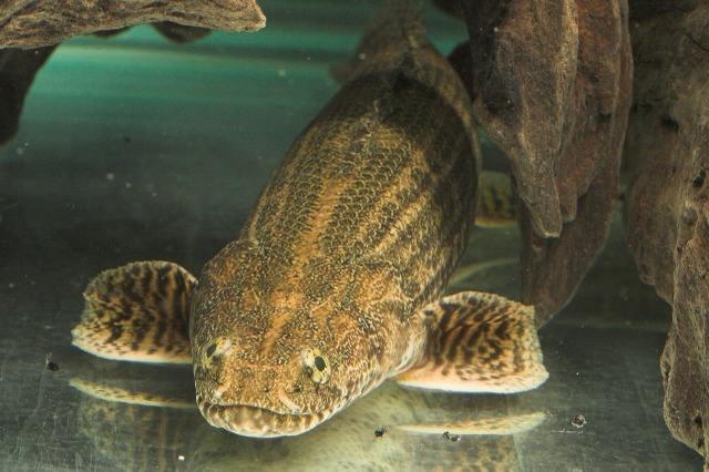 这种鱼类如今作为观赏鱼之一,被很多人喜爱,就像龙鱼