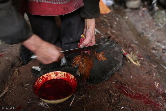 过年宰鸡时候鸡血可不能扔,老人说一碗鸡血十服药,鸡血有啥用