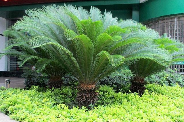 家里都养"镇宅树",这2种树真养人,作用多,养护也简单!