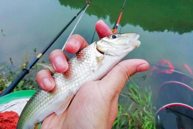 人称虫虫鱼一斤80元比刀鱼还鲜美渔民捉了不舍得吃