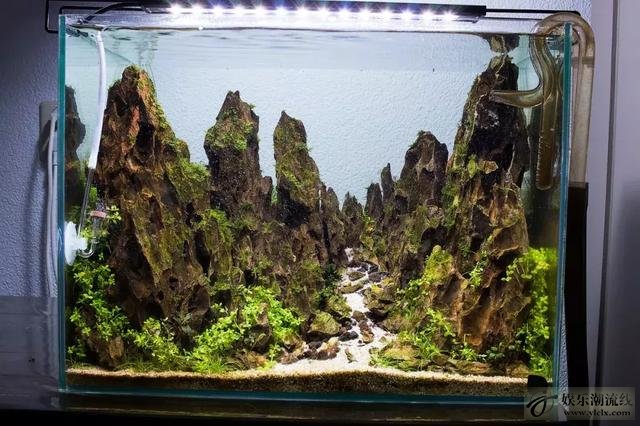 松皮石峡谷造景:松皮石高山峡谷造景缸,听说酸奶配莫斯更好看!