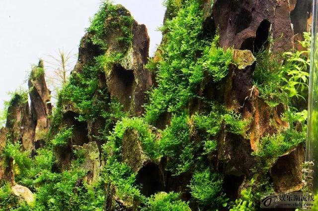 松皮石峡谷造景:松皮石高山峡谷造景缸,听说酸奶配莫斯更好看!