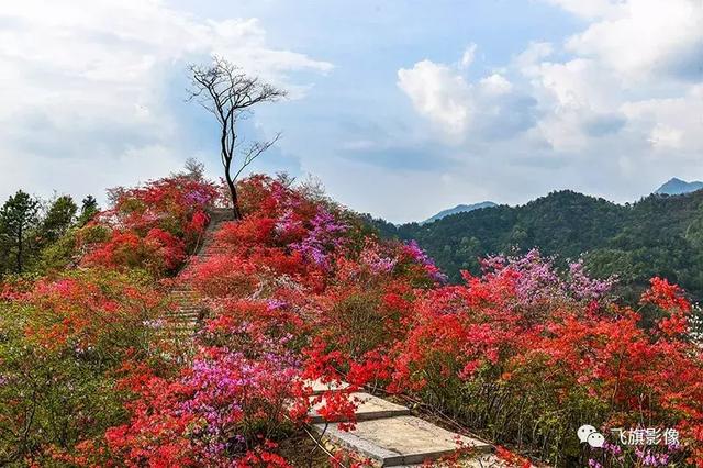 第一波岳西天峡野生杜鹃花海,实拍图来啦~|杜鹃花海|岳西|资料片_新浪