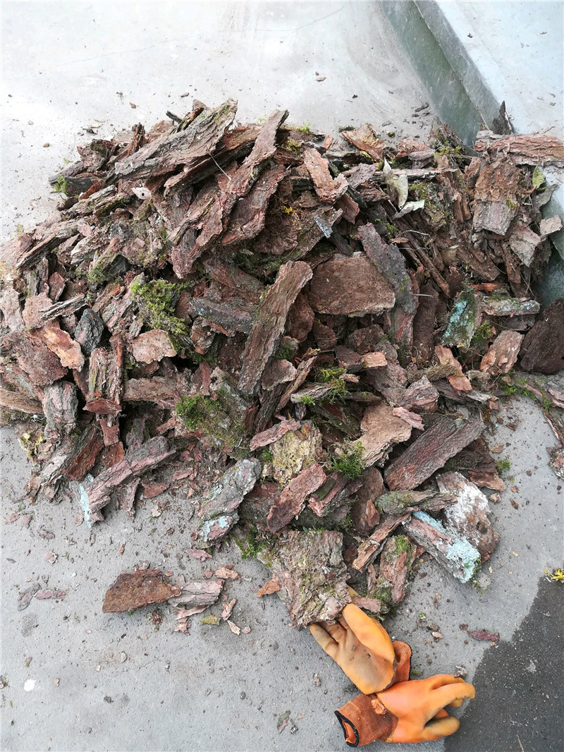 松树皮养兰花,"4步"处理法,用"生的"树皮,安全吗?