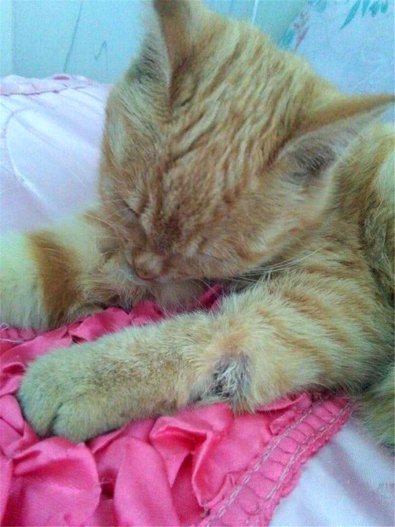 小猫咪打架受伤,独自躺在床上舔舐伤口,样子太让人心疼!