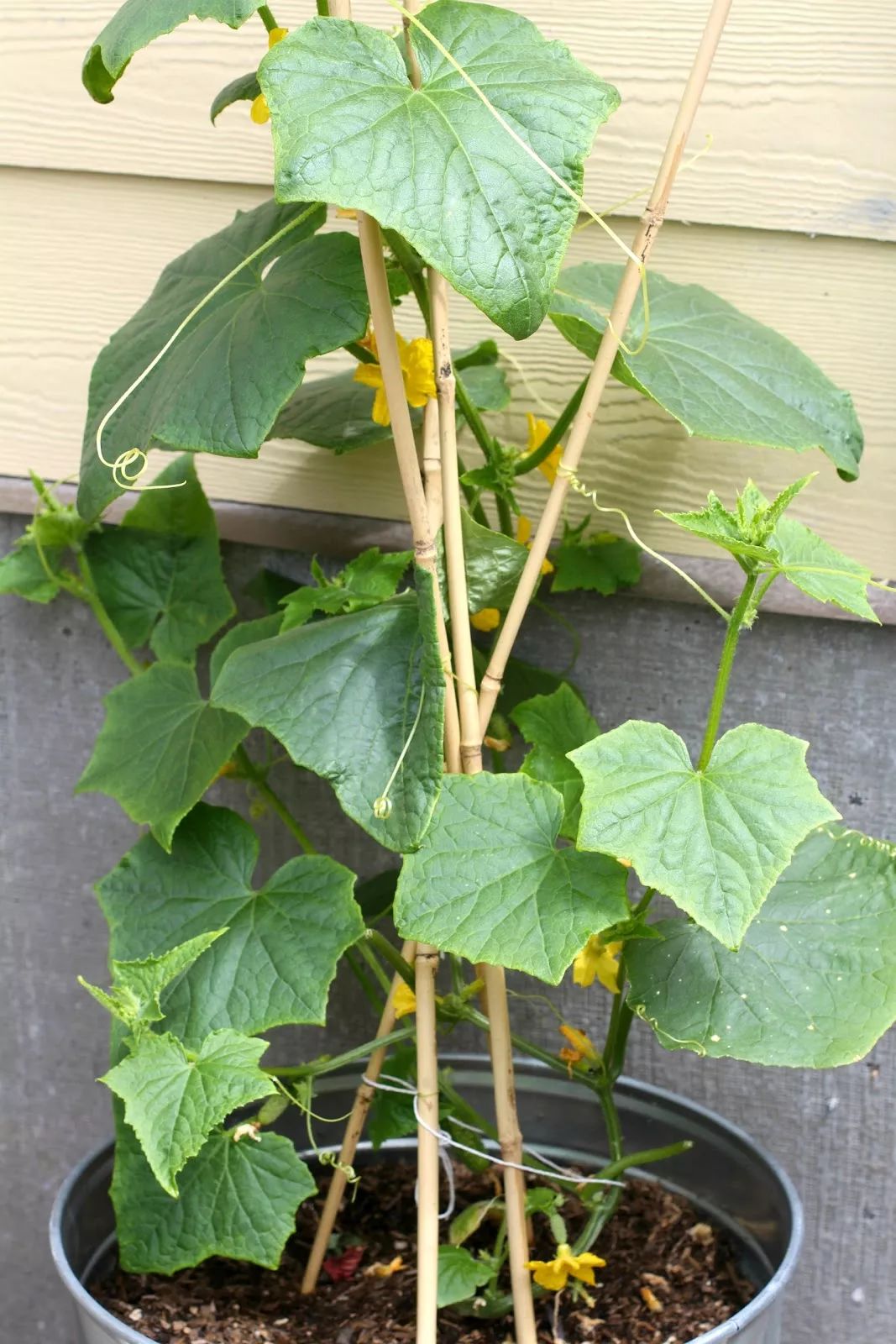 朋友在阳台上种出不断挂果的黄瓜,花盆种蔬菜也能不断收获