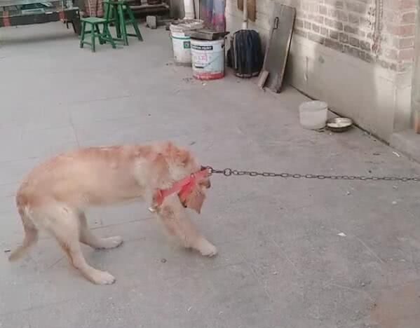 小狗被铁链锁住向往自由众目睽睽下巧脱项圈