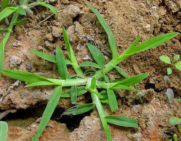 那砖头缝里面都有,生存能力极强,根部抓力很强,极难铲除,农民十分痛恨