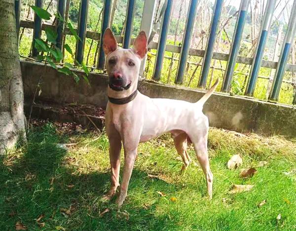 中华名猎箭毛犬,纯种价值上万元,实属珍稀本土犬!