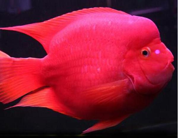 孔雀鱼|珍珠鱼|鱼_新浪新闻