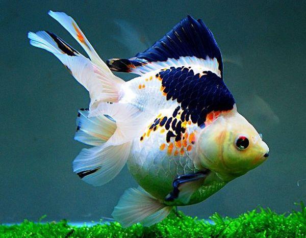 地球上10大最好养的小型冷水观赏鱼金鱼和锦鲤上榜你养了吗
