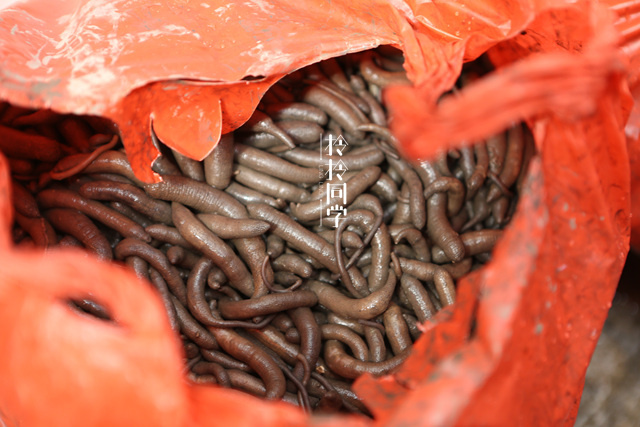 阿德土笋冻用18年时间仅靠这种虫子撑起了厦门半个小吃江湖