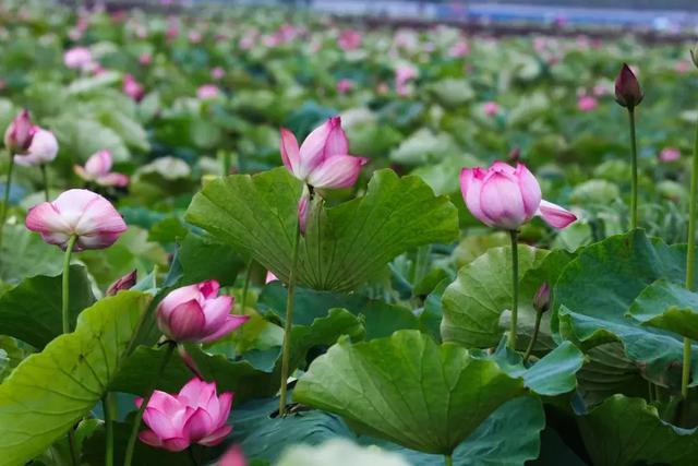 一场雨后,与莲相遇:那一缕情愫,便在生命中绵延千里