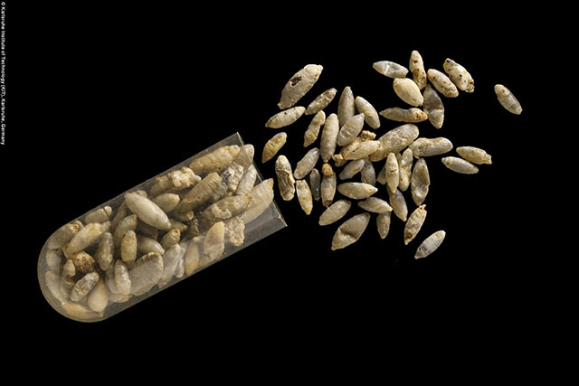 苍蝇蛹还有化石?部分蛹内却是寄生黄蜂!