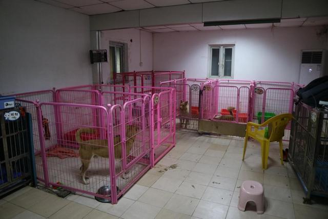 带你参观广州一个宠物救助站,其实里面宠物很可爱,想领养吗