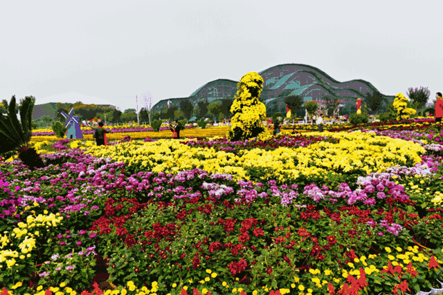 秋天大概是最让人喜欢的季节了 金秋送爽,万瓣花蕊吐芬芳 又到了一年