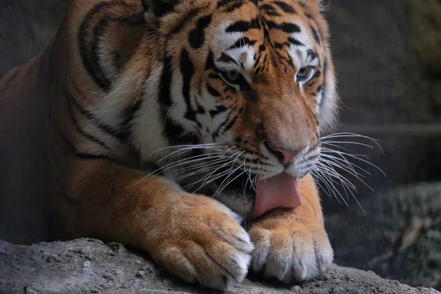 看大老虎们舔毛的样子,真是有种意想不到的萌感|大老虎|喵星人|舌头