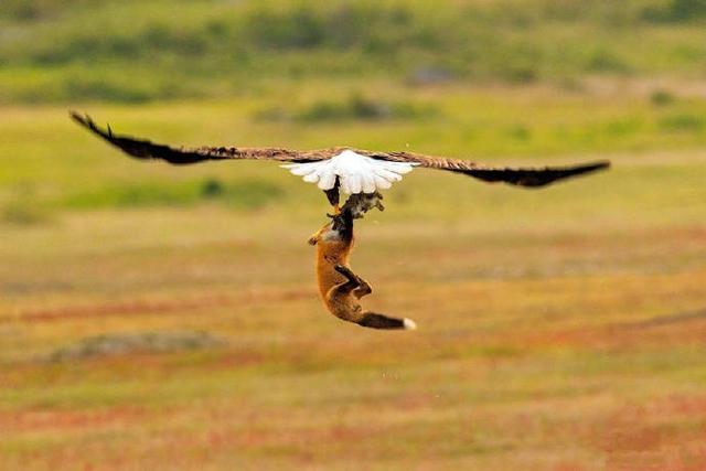 老鹰和狐狸在空中上演夺食大战结果狐狸惨败野外生存多艰辛