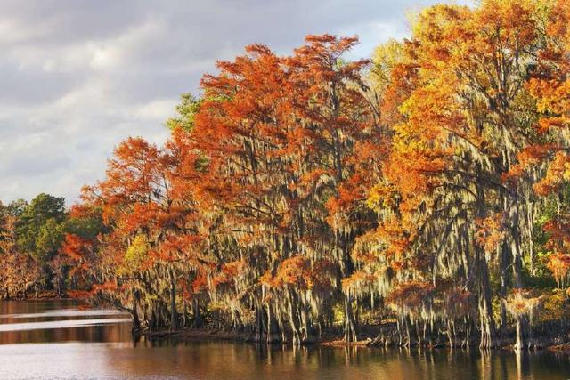 杨树,最佳旅游景点:美国犹他州,爱达荷州,蒙大拿州,怀俄明州,科罗拉多