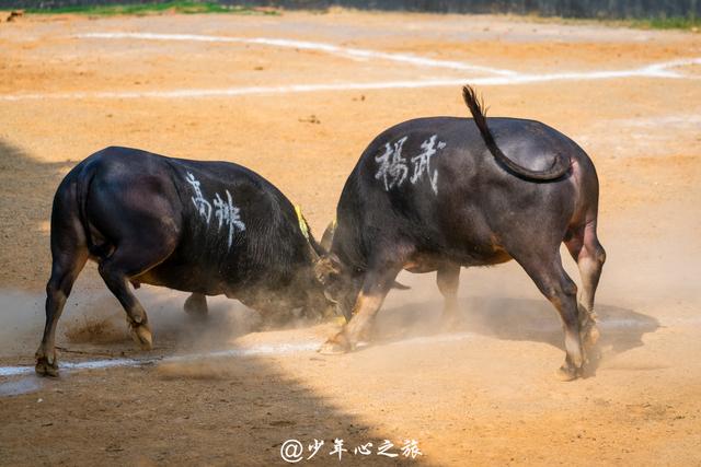 全国最牛斗牛场,天天上演斗牛大赛,引领东方式斗牛潮流