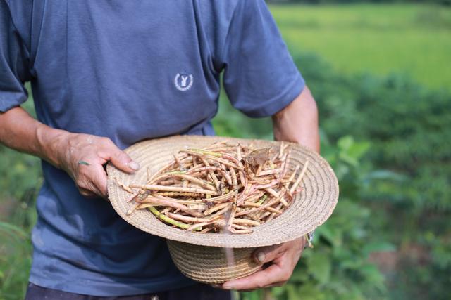 爷爷捡的米豆