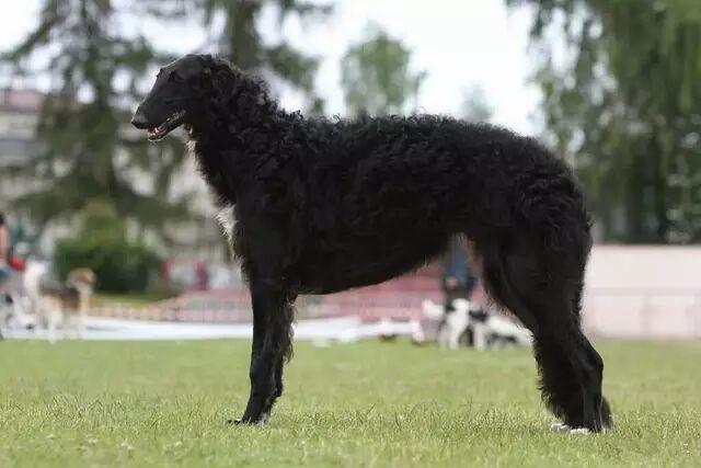 二十种猛犬排名，进一步感受巨无霸的魅力|猛犬|蒙古|爱尔兰_新浪新闻