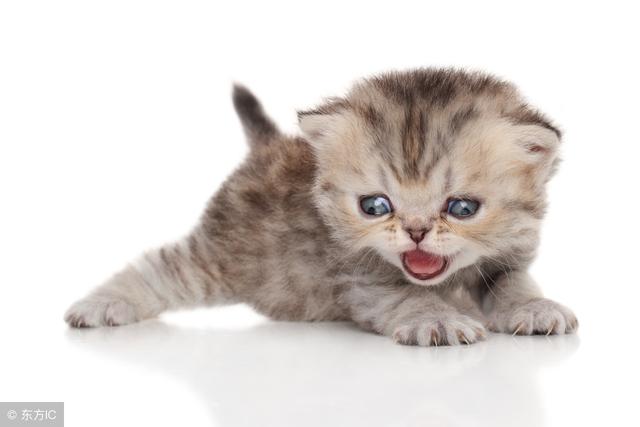 为怀念我那已逝的猫咪发一组猫咪图集
