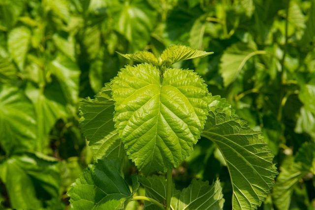 金钱柳泡水坚持喝一个月你的身体会发生特别神奇的变化