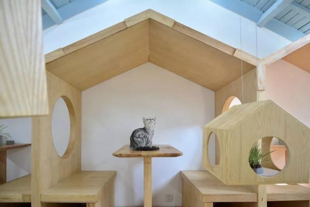 三个建筑学高材生,为猫主子们搭了个超豪华的猫屋!|猫咪|屋形|猫窝_新浪新闻