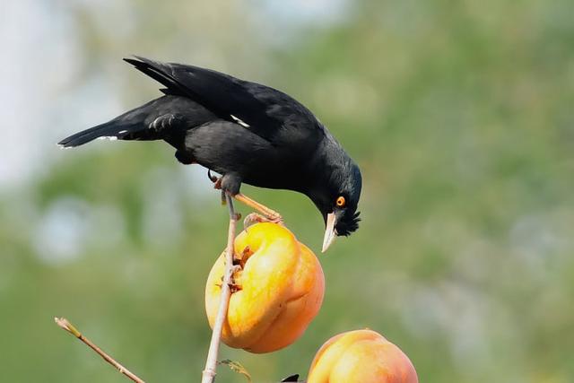 八哥鸟怎么养 八哥的饲养方法和调教技巧