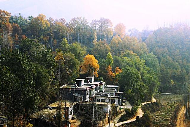 嵩县白河镇下寺村银杏黄了,深秋洛阳最美风景!