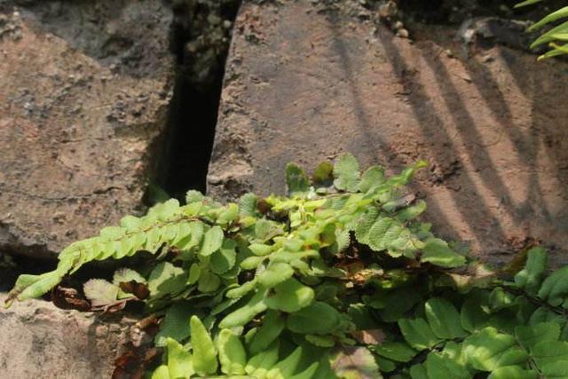 农村地底下的金果子饥荒年代曾当粮食吃是治咳嗽的良药