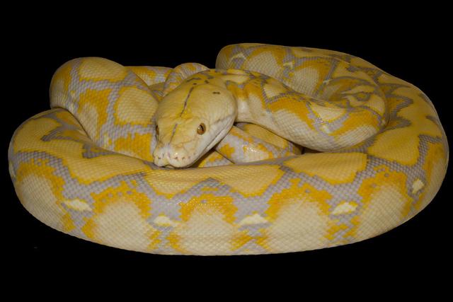 网纹蟒又叫霸王蟒是世界上最长的蟒蛇无毒但它的杀伤力非常强