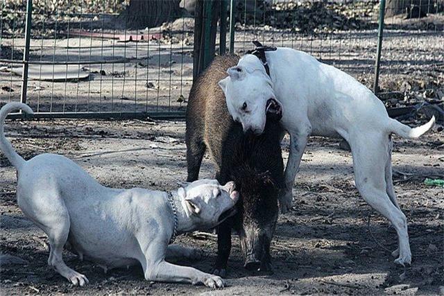 杜高犬十个不养的理由