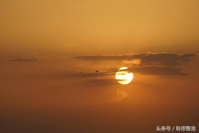 历代咏孤雁诗词精选一十八首 芳草已云暮，秋雁又南回|孤雁|唐代|西风_新浪新闻