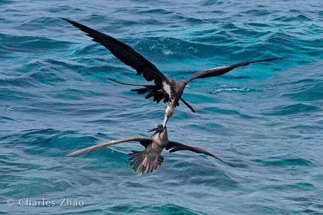 一张简单的海鸟捕鱼照片,赢得国际摄影大师如此评价|捕鱼|飞鱼|鲣鸟