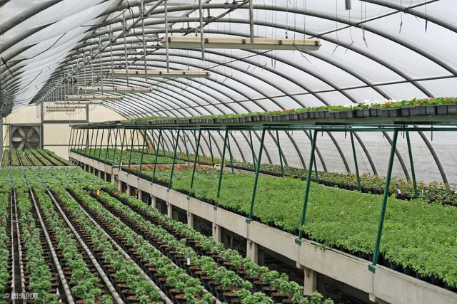 农村的花卉大棚这样可以充分利用光照