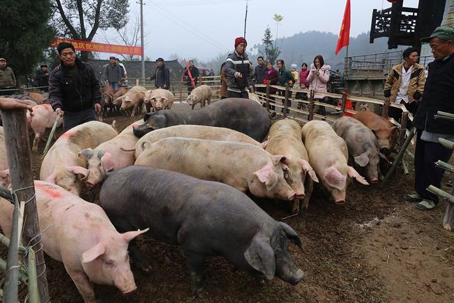 生猪收购价这么便宜,一头猪能够产生多少利润?说了你可能不信